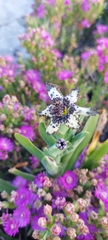 Ferraria