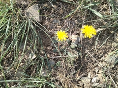 Reichardia picroides