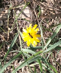 Reichardia picroides