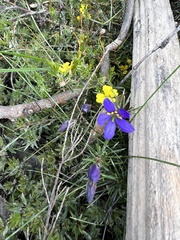 Cheiranthera alternifolia