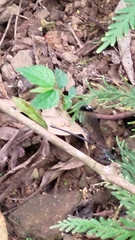 Psolodesmus mandarinus