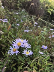 Symphyotrichum novi-belgii