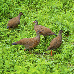 Galloperdix spadicea