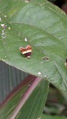 Choreutis xanthogramma