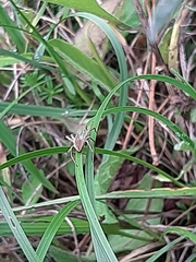 Pisaura