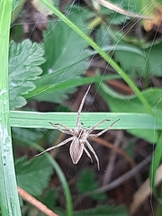 Pisaura