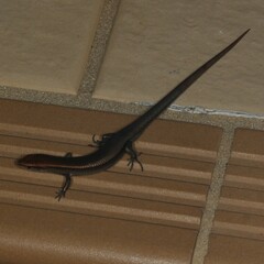 Lampropholis
