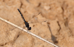 Diplacodes lefebvrii