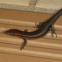 Lampropholis