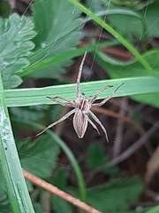 Pisaura