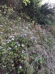 Symphyotrichum novi-belgii