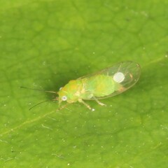 Psyllidae