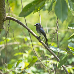 Dicrurus caerulescens