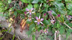 Tricyrtis lasiocarpa