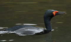 Leucocarbo magellanicus