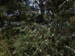 Myoporum bateae