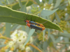 Chauliognathus tricolor