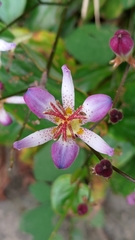 Tricyrtis lasiocarpa