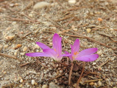 Colchicum filifolium