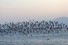 Chlidonias leucopterus