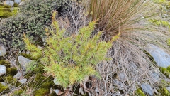 Dracophyllum trimorphum