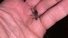 Meloimorpha japonica