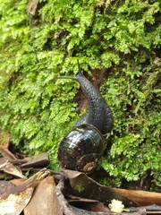Victaphanta compacta