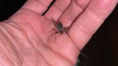 Meloimorpha japonica