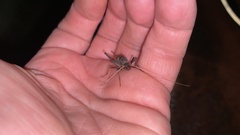Meloimorpha japonica