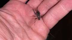 Meloimorpha japonica