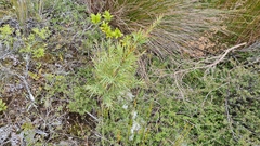 Dracophyllum trimorphum
