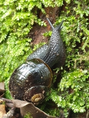 Victaphanta compacta