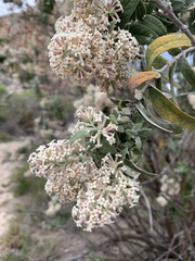 Buddleja salviifolia