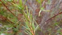 Dracophyllum trimorphum