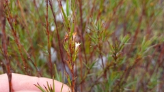 Dracophyllum trimorphum