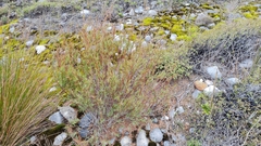 Dracophyllum trimorphum