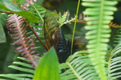 Cryptotympana mandarina