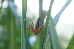 Hamadruas hieroglyphica