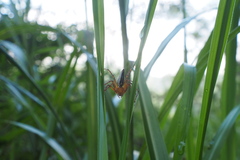 Hamadruas hieroglyphica