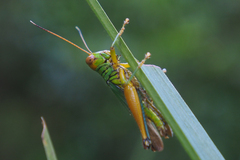 Hieroglyphus tonkinensis