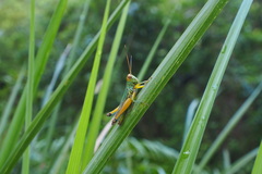 Hieroglyphus tonkinensis