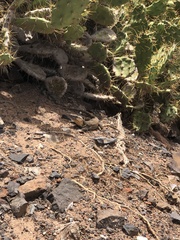 Gallotia stehlini