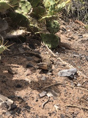 Gallotia stehlini