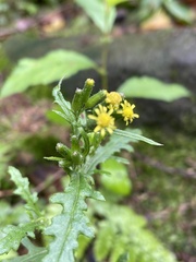 Senecio sylvaticus