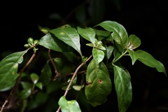 Mussaenda parviflora