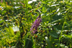 Grona heterocarpos