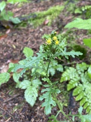 Senecio sylvaticus