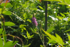Grona heterocarpos