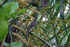 Stomiopera unicolor