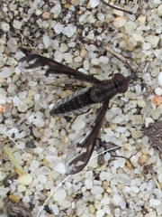 Aleucosia tridentata